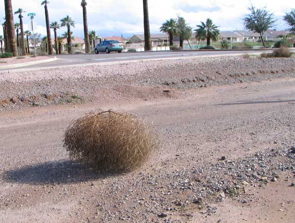 tumbleweeds01.jpg