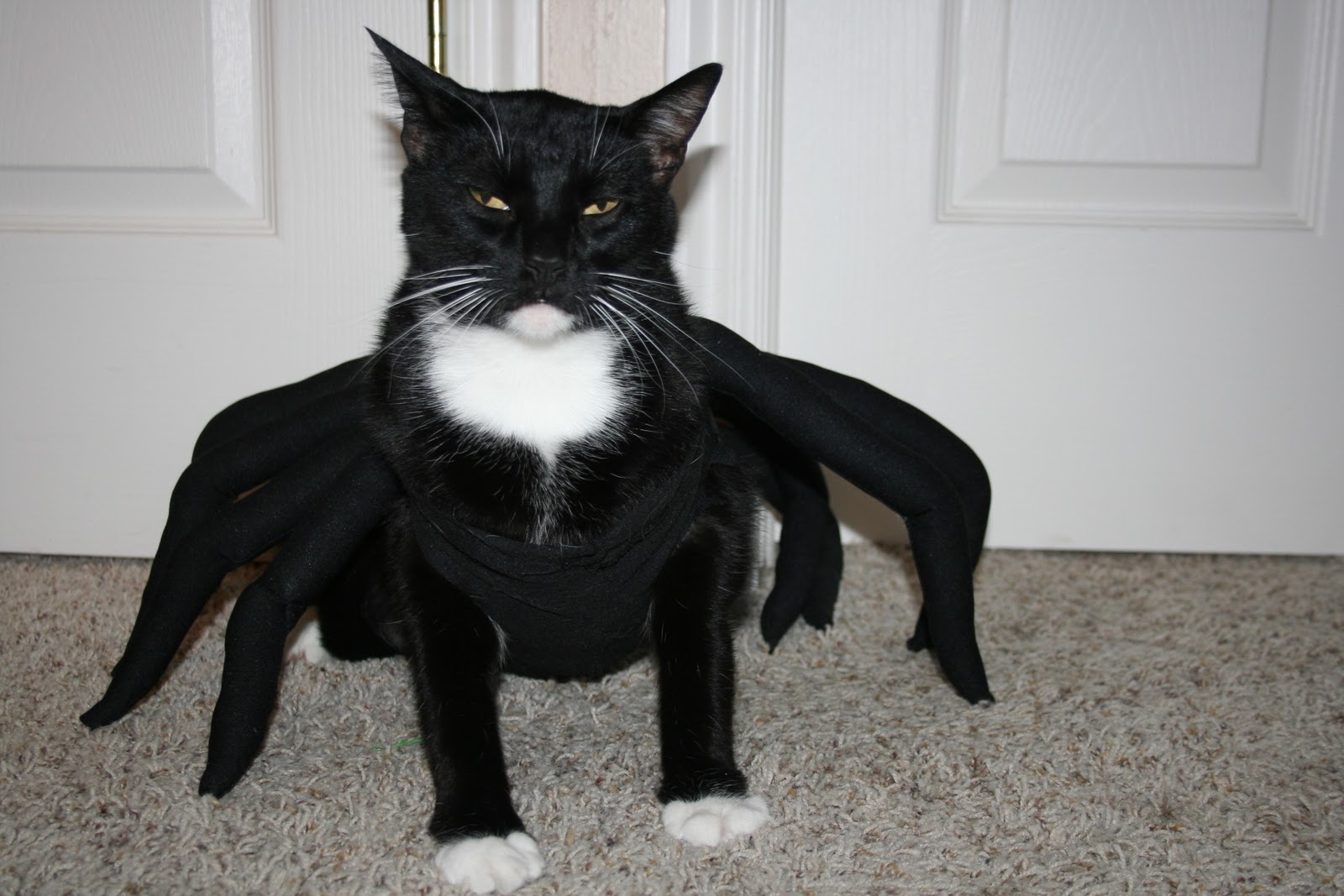 Spider Cat