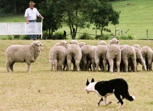 Having watched Babe about 6 million times, we think Sheepdog Trials are a sleeper sport.