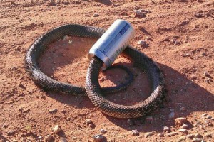 An indigenous beer snake